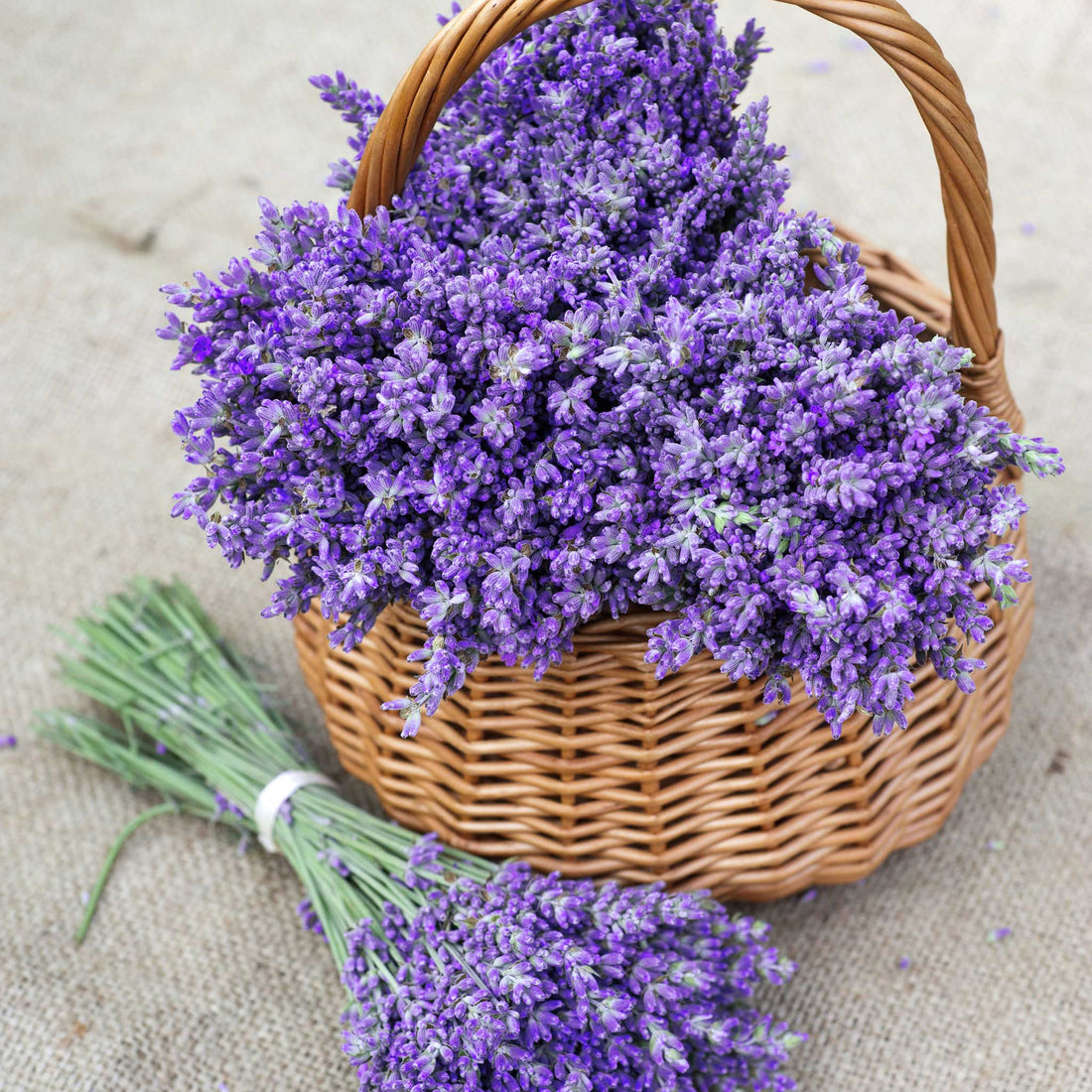 Harnessing the Power of Lavender Essential Oil Candles: A Pathway to Serenity