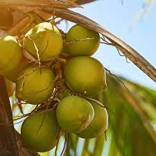 Coconut Soleil Candle