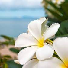 Seaside Plumeria Candle